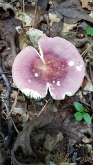 Russula sericeonitens