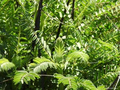 Astragalus alopecuroides