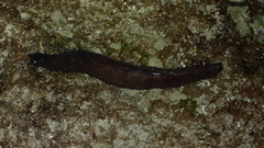 Holothuria leucospilota