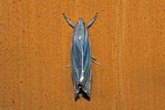 Eschata