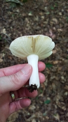 Russula sericeonitens