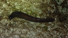 Holothuria leucospilota