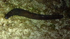 Holothuria leucospilota