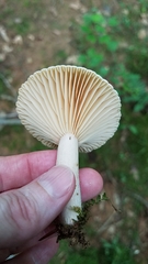 Lactarius subplinthogalus