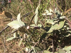 Sabicea brasiliensis