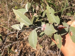 Sabicea brasiliensis