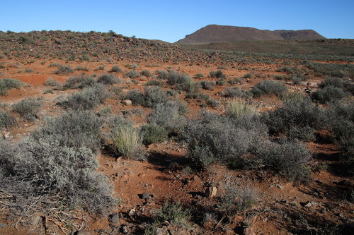 Image of Deverra aphylla by (c) Tony Rebelo, some rights reserved (CC BY-SA)