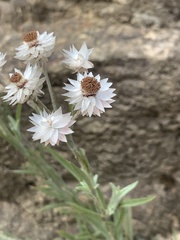Achyranthemum