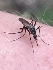 Psorophora longipalpus