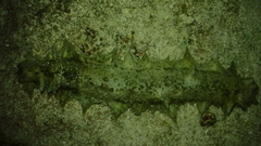 Stichopus