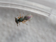 Pteromalus
