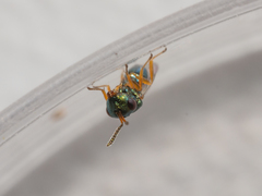 Pteromalus
