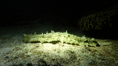 Stichopus