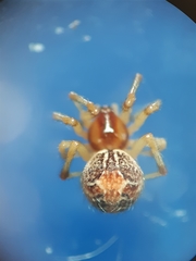 Simitidion simile
