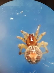 Simitidion simile