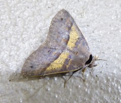 Ophyx ochroptera