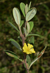 Hibbertia melhanioides