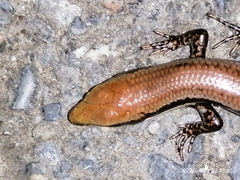 Copeoglossum aurae