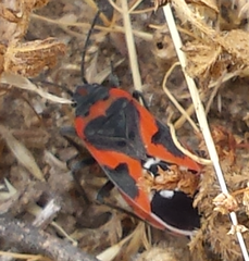 Lygaeus kalmii kalmii