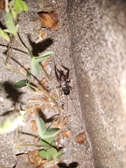 Svercacheta siamensis