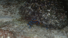 Calcinus elegans