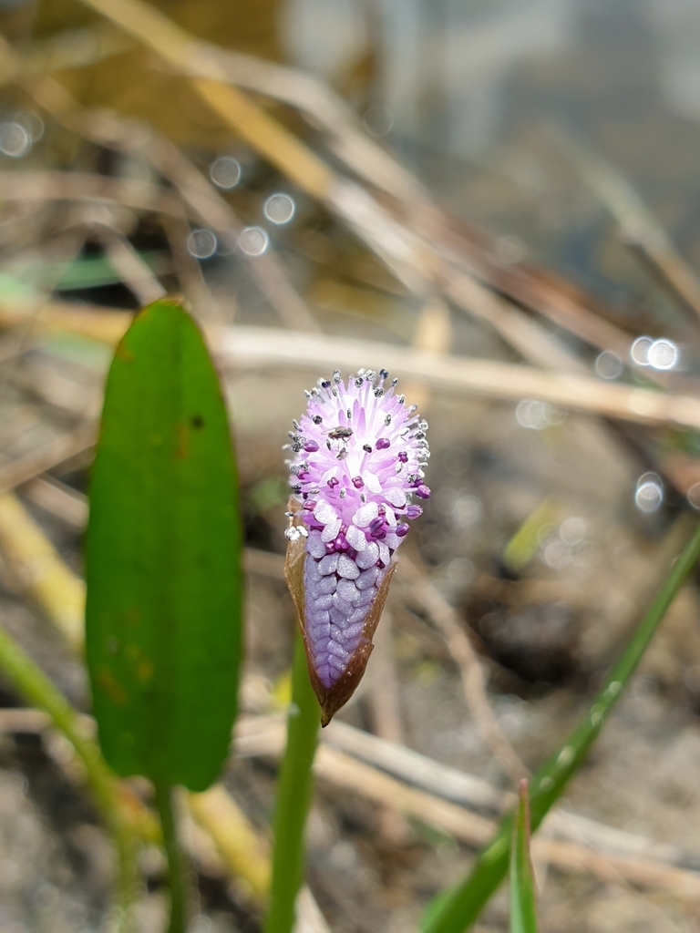 Aponogeton natans