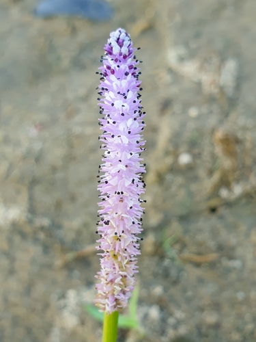 Drifting Sword Plant (Aponogeton natans)