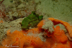 Tambja dracomus