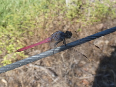 Orthetrum migratum