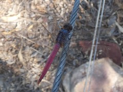 Orthetrum migratum