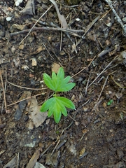 Tilia