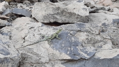 Sceloporus gadsdeni