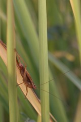 Anisoptera