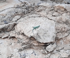 Sceloporus gadsdeni