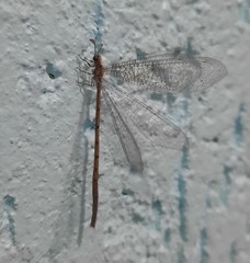 Austroleon immitis