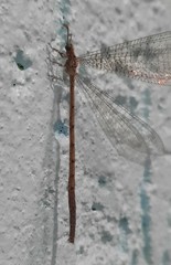 Austroleon immitis