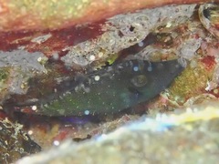 Pervagor aspricaudus