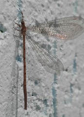 Austroleon immitis