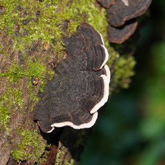 Datronia brunneoleuca