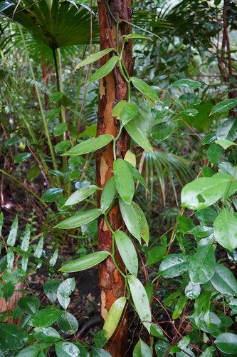 Vanilla planifolia image