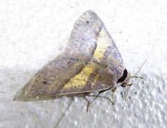 Ophyx ochroptera