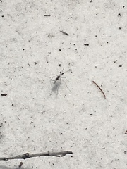 Ellipsoptera hirtilabris