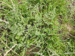 Prangos odontalgica