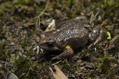 Pseudophryne bibronii