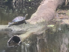 Trachemys scripta scripta