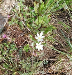Ornithogalum baeticum