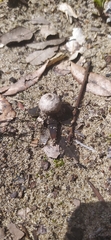 Fungi