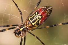 Trichonephila clavata
