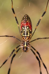 Trichonephila clavata