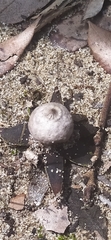 Fungi